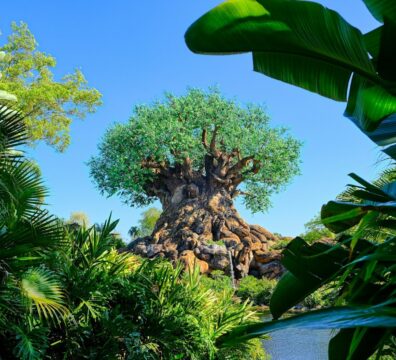 the tree of life at disney's animal kingdom