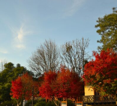Autumn trees display vibrant red and orange hues.