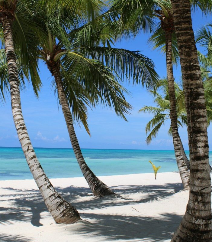 green-leafed coconut trees